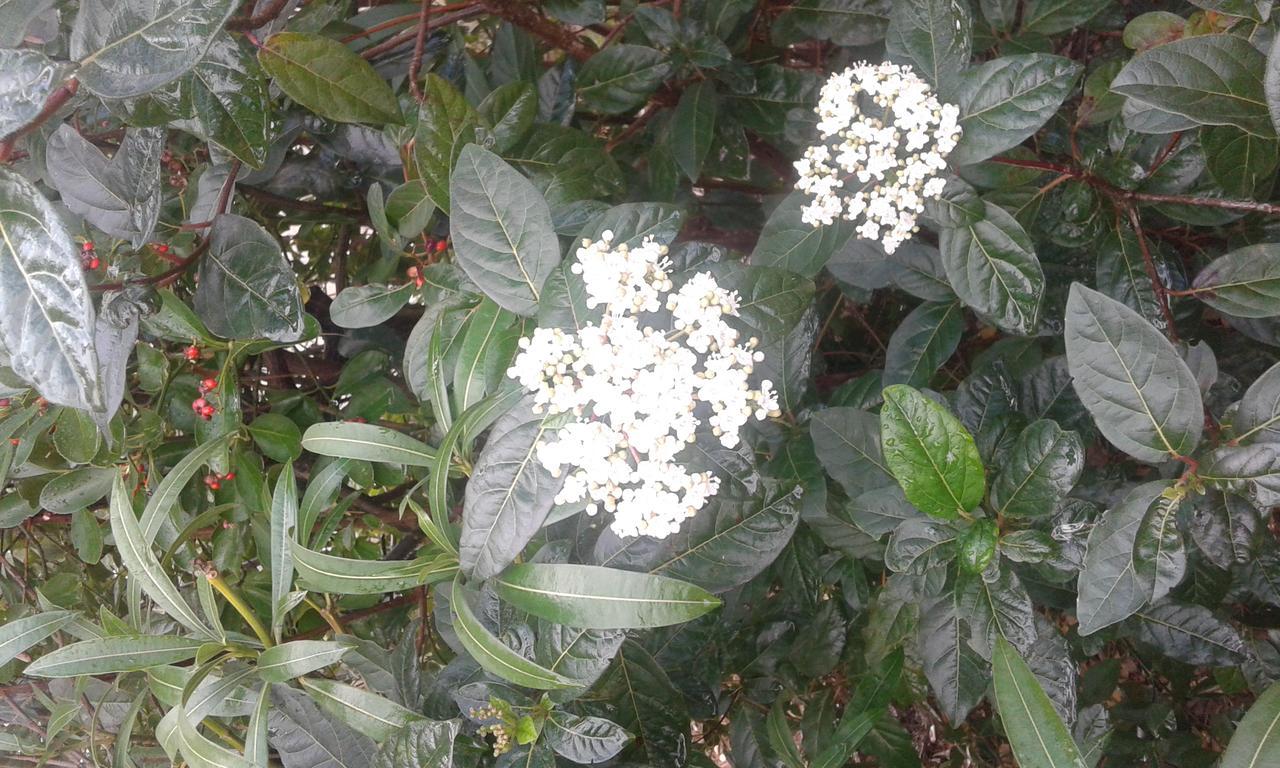 Antico Casale Il Sambuco Acomodação com café da manhã Manduria Exterior foto